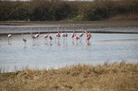 Flamingos am Grevelingenmeer